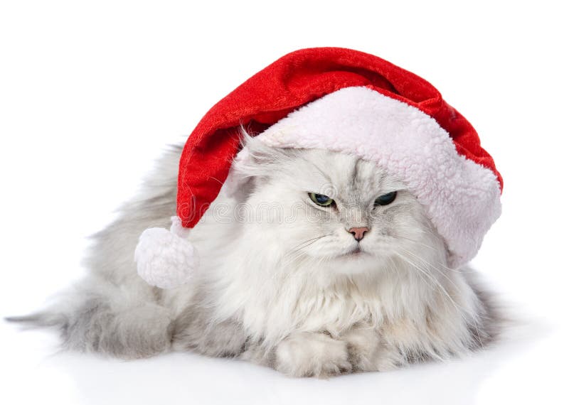 Christmas cat in red Santa Claus cap isolated on a white backgro. Christmas cat in red Santa Claus cap isolated on a white backgro