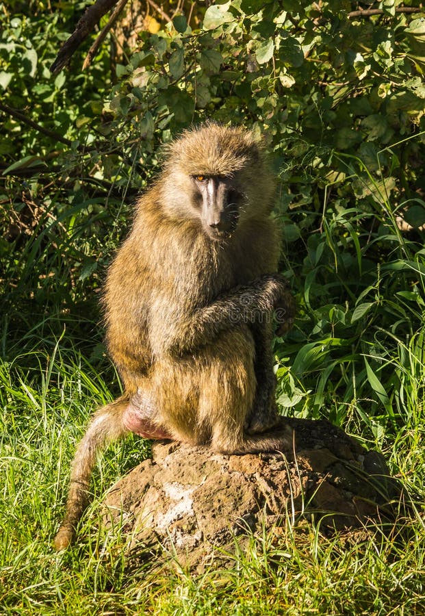 在纳库鲁湖附近的猴子狒狒在肯尼亚