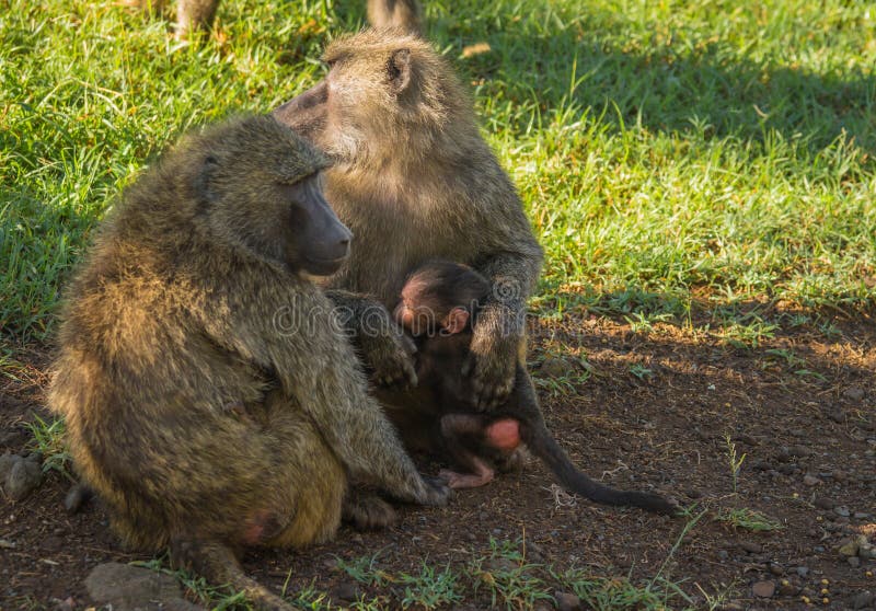在纳库鲁湖附近的猴子狒狒在肯尼亚