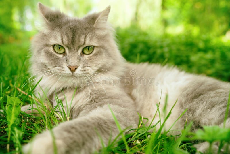 在绿色夏天草外部的猫在庭院里 灰色长发Ragdoll 免版税库存照片 在绿色夏天草外部的猫在庭院里 灰色长发Ragdoll 免版税库存照片
