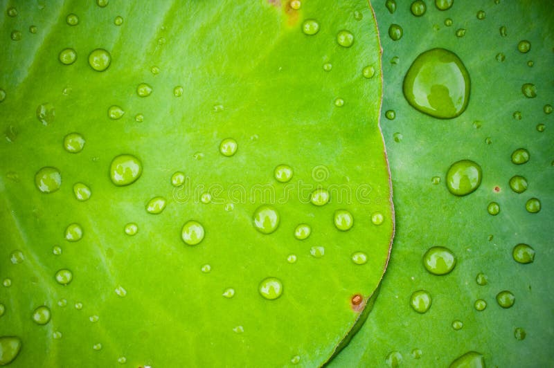 在绿色莲花叶子的水下落 免版税库存照片 在绿色莲花叶子的水下落 免版税库存照片