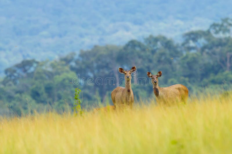 Wild deers post in beautiful landscape in Khao Yai National park, Thailand. Wild deers post in beautiful landscape in Khao Yai National park, Thailand