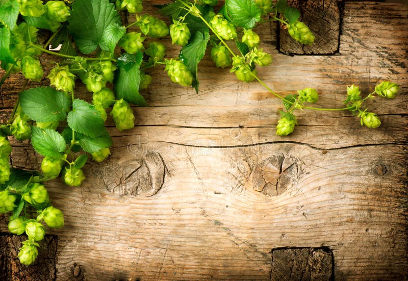 Hop twig over old wooden table background. Vintage style. Beer production. Brewery. Hop twig over old wooden table background. Vintage style. Beer production. Brewery