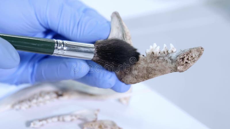 在自然研究实验室工作的考古学家 实验室助理清理动物骨头 手套特写 影视素材