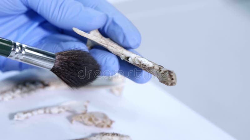 在自然研究实验室工作的考古学家 实验室助理清理动物骨头 手套特写 影视素材