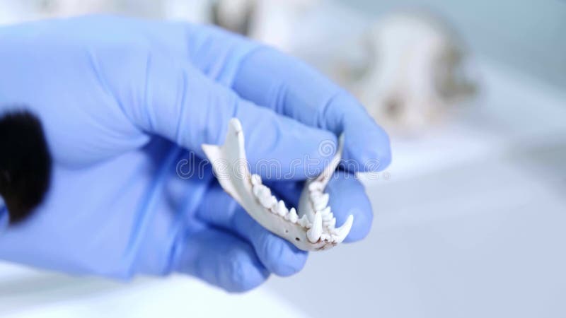 在自然研究实验室工作的考古学家 实验室助理清理动物骨头 手套特写 股票视频