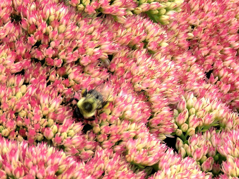 Bee on a flower in Thornhill, Canada, September 2, 2017. Bee on a flower in Thornhill, Canada, September 2, 2017