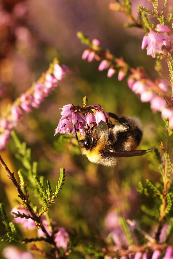 Large brown - yellow bumblebee looking for nectar in a small, purple-flowered heathers. Large brown - yellow bumblebee looking for nectar in a small, purple-flowered heathers