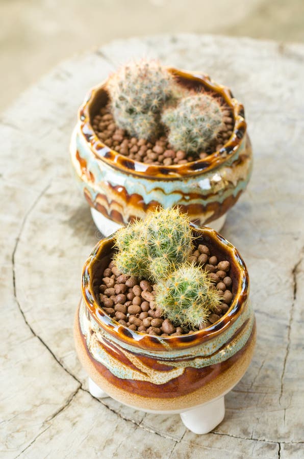 Download 在花盆的Mammillaria prolifera 库存图片. 图片 包括有 仙人掌, 热带, 沙漠, 具体 - 62527305
