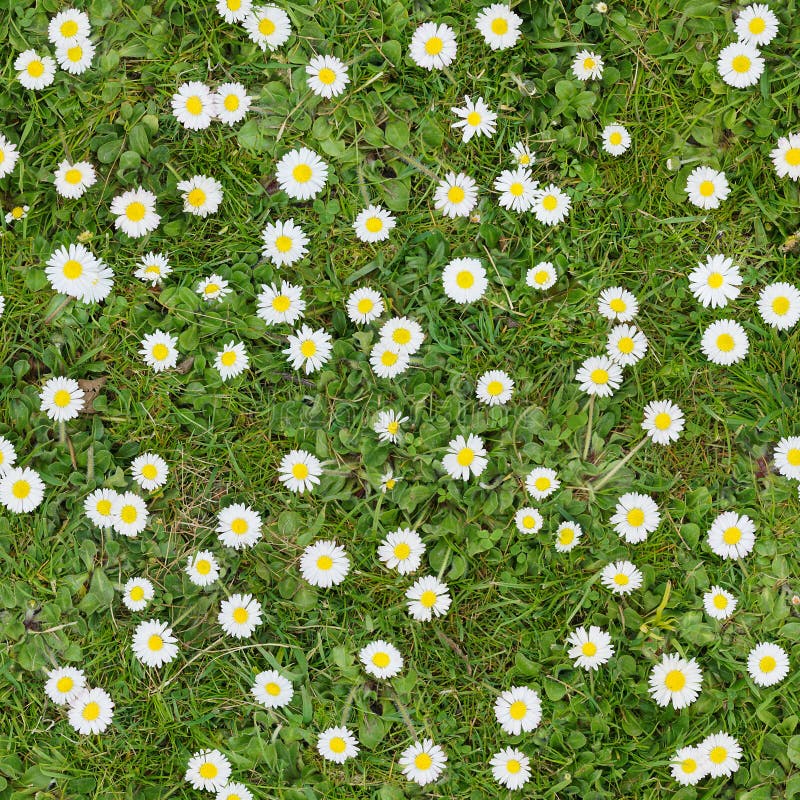 White flowers on the lawn, daisies in top view of meadow seamless texture background. White flowers on the lawn, daisies in top view of meadow seamless texture background