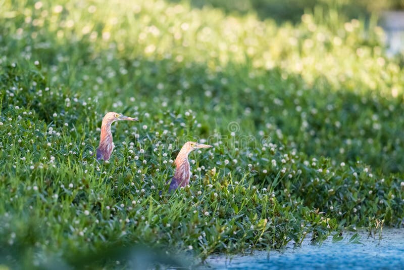 在草的中国池塘苍鹭
