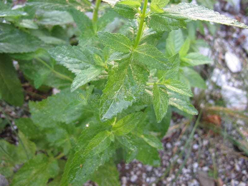 在草药床里赤裸的薄荷 库存照片