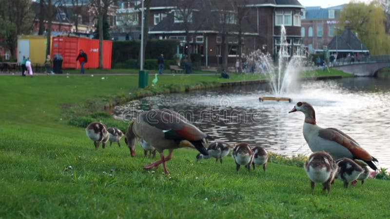 在荷兰莱顿公园湖岸绿草上觅食的埃及鹅 股票视频