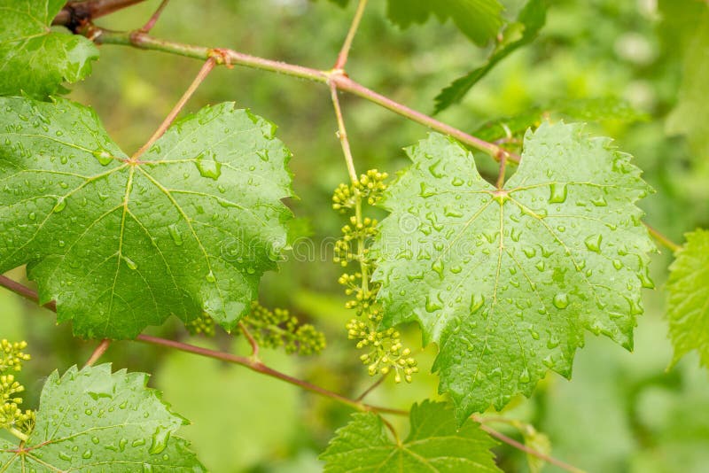 在葡萄园里下雨后. 水滴中的藤叶 库存图片