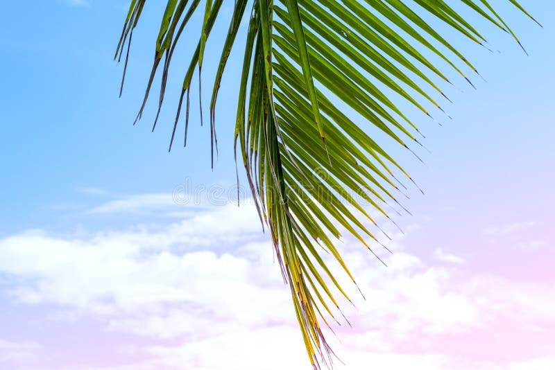 在蓝色和桃红色天空背景的蓬松棕榈叶 热带自然浪漫被定调子的照片 生动的椰树棕榈叶 免版税库存图片 在蓝色和桃红色天空背景的蓬松棕榈叶 热带自然浪漫被定调子的照片 生动的椰树棕榈叶 免版税库存图片