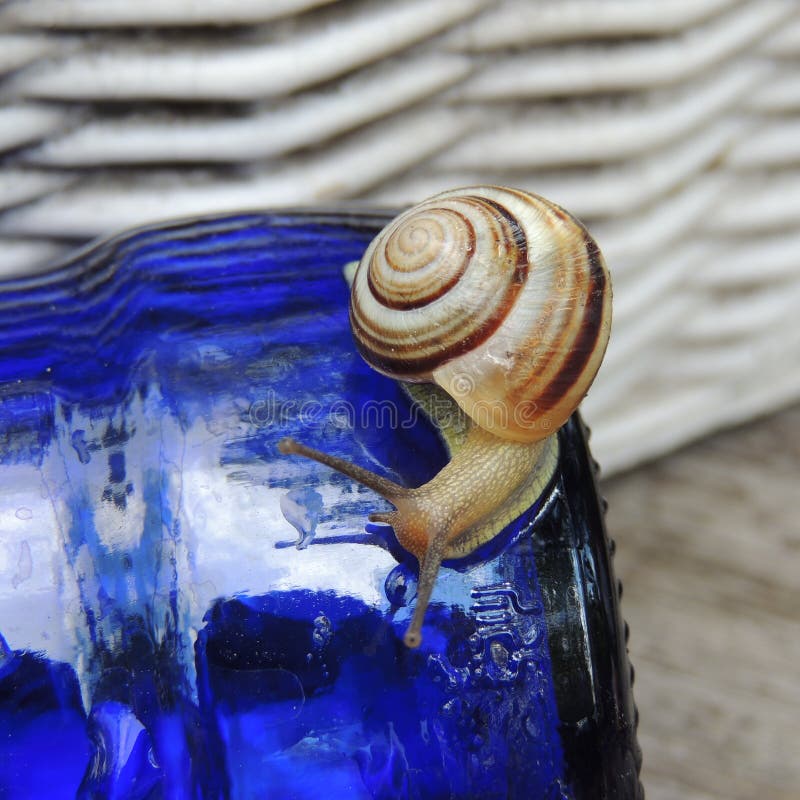 在蓝色瓶特写镜头的大蜗牛