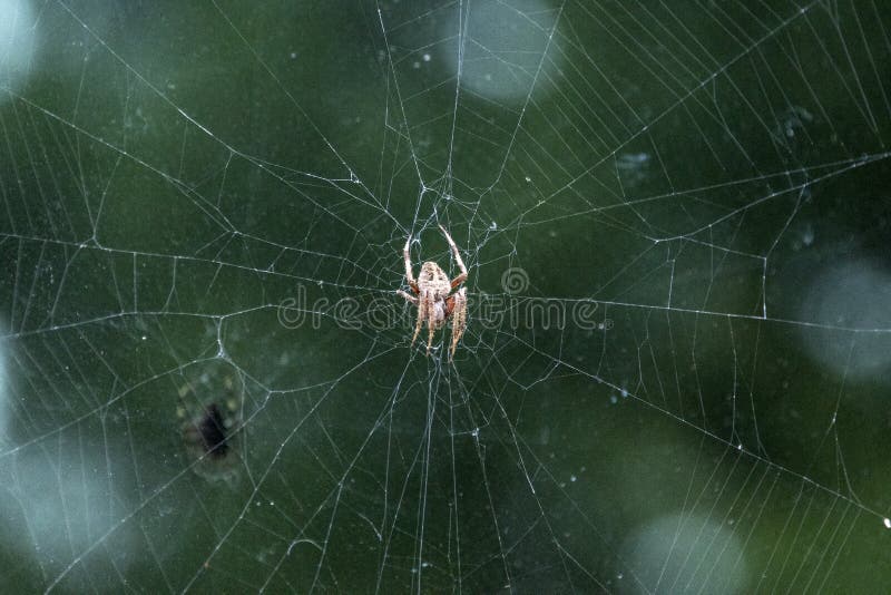 在蜘蛛网，乔治亚美国的被察觉的Orbweaver 免版税库存照片
