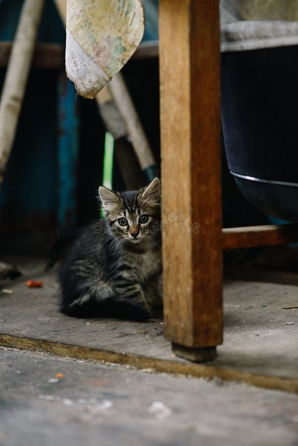 在被遗弃的房子里，躲在桌腿后面的一只受惊的无家可归的小猫 失落的孤独