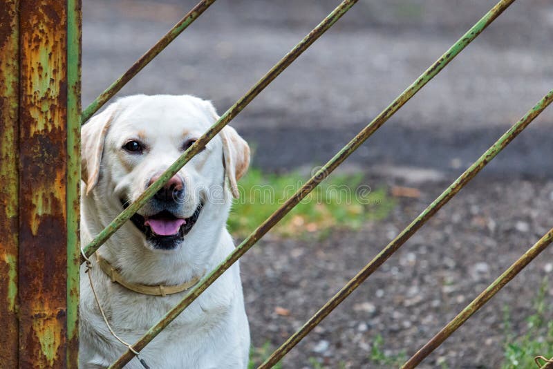 在门的金属链子栓的白色拉布拉多猎犬狗防止访客将被咬住 议院和公寓保安 库存图片