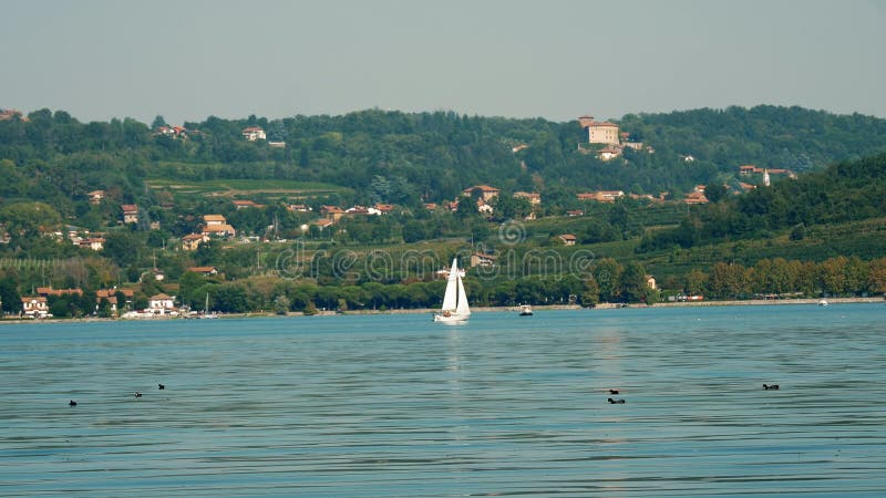 在阳光明媚的夏日在湖上的游艇. 在湖中一个村庄的背景下觅食的野鹅 影视素材