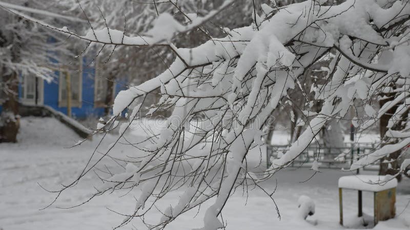 在雪的树枝在户外城市街道雪冬天自然