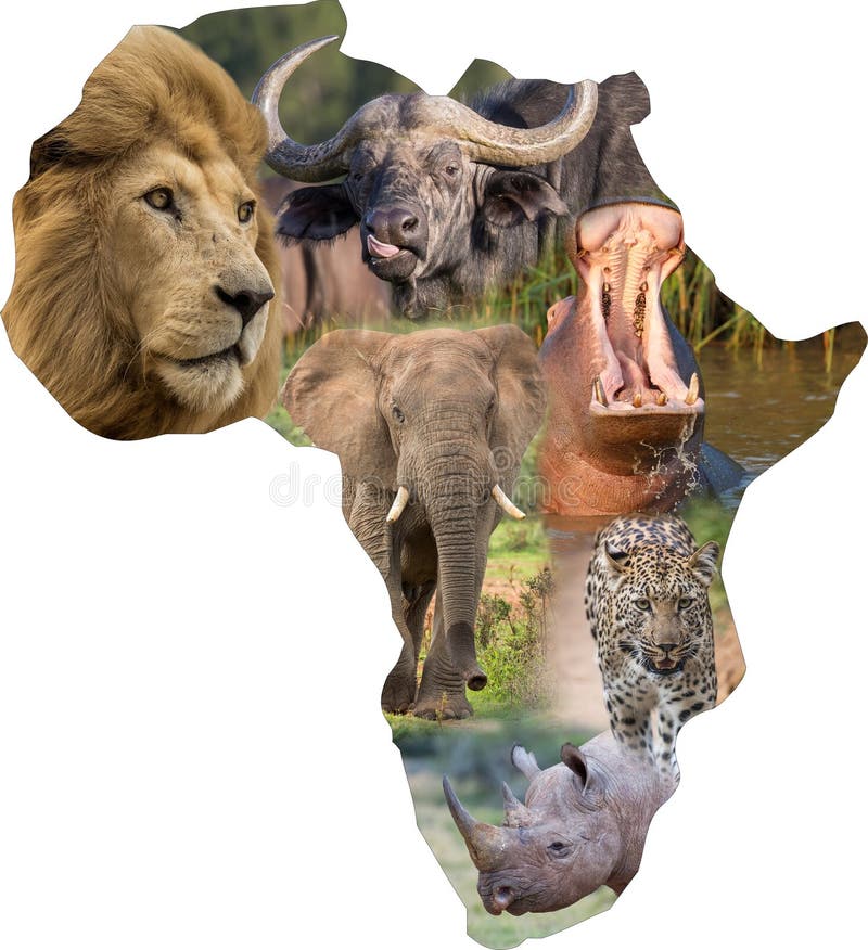 在非洲拼贴画的非洲野生哺乳动物