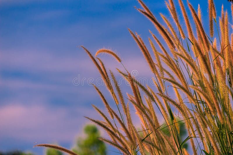 在领域的稻科植物类草