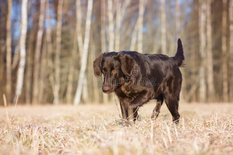 Brown flat coated retriever dog. Brown flat coated retriever dog