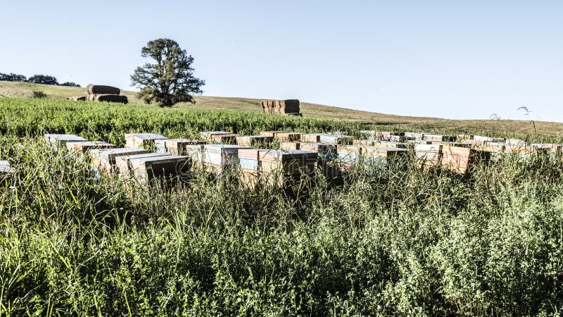 Beehives in the fields, nomadic beeiping. Beehives in the fields, nomadic beeiping