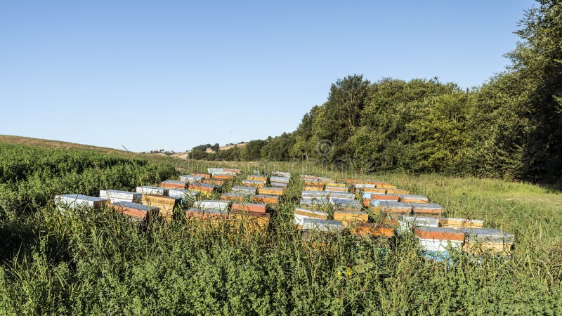 Beehives in the fields, nomadic beeiping. Beehives in the fields, nomadic beeiping