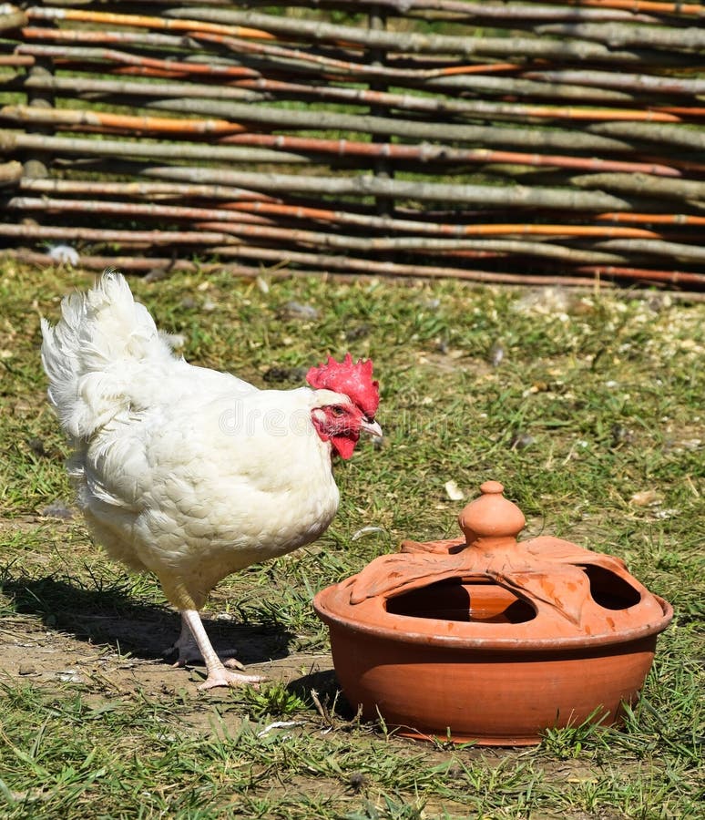 Young rooster next to the drinkers n. Young rooster next to the drinkers n