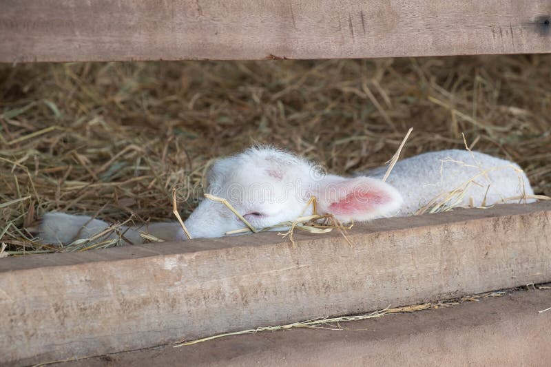 Close-up photo of a lamb sleeping comfortably in a stable, animal life. Close-up photo of a lamb sleeping comfortably in a stable, animal life