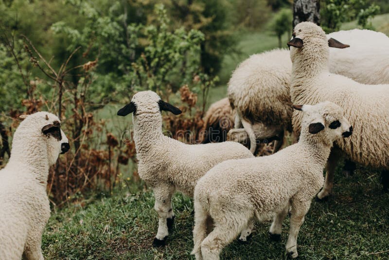 Cute little lambs grazing on the mountainside, Montenegro. Selective focus. Close-up. Cute little lambs grazing on the mountainside, Montenegro. Selective focus. Close-up