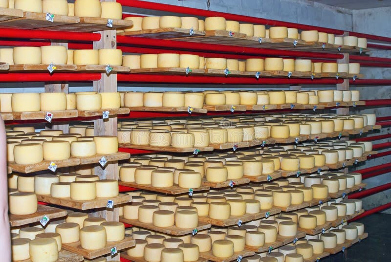 The cellar of cheese dairy with lots of round chunk of cheese stored on wooden shelves. The cellar of cheese dairy with lots of round chunk of cheese stored on wooden shelves