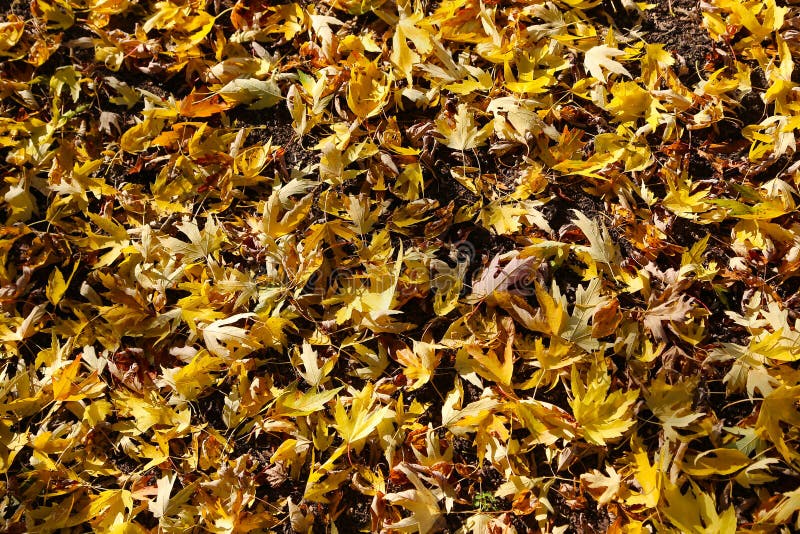 地面天然秋天背景中的明黄色落叶