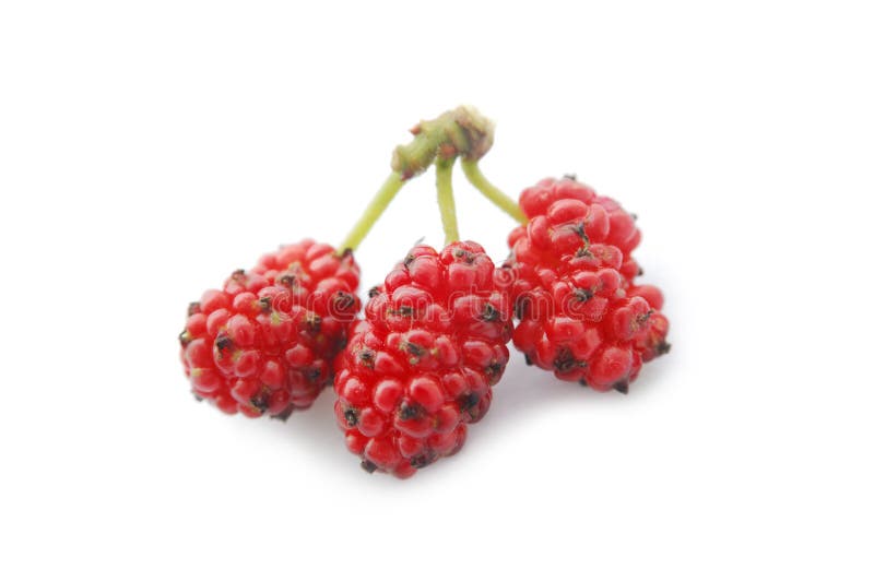 白桑葚在白色背景上 免版税库存照片