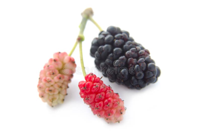 白色底上的桑葚 免版税库存照片