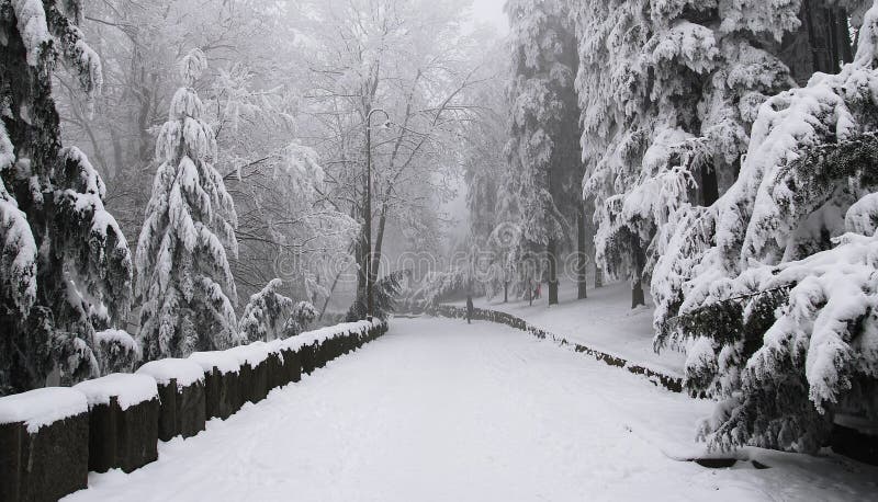 Winter scene at the park. Winter scene at the park