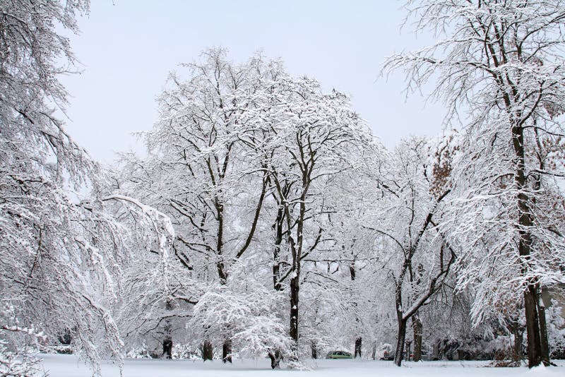Trees covered with white snow against a snowy background. Winter Scene. Trees covered with white snow against a snowy background. Winter Scene.