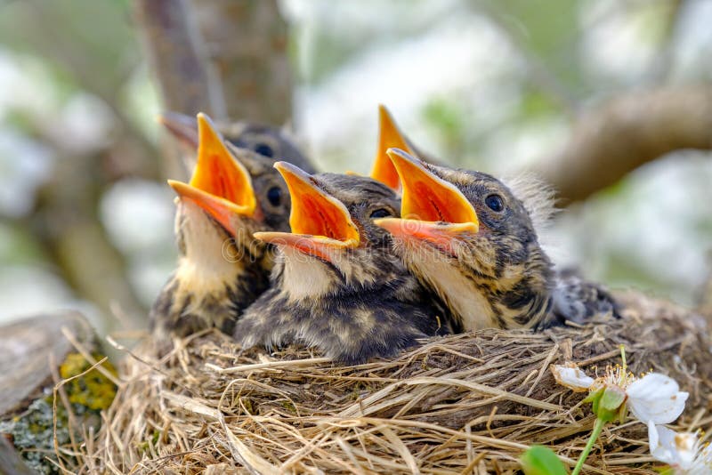Group of hungry baby birds sitting in their nest with mouths wide open waiting for feeding. Young birds with orange beak cry, nestling in wildlife. Group of hungry baby birds sitting in their nest with mouths wide open waiting for feeding. Young birds with orange beak cry, nestling in wildlife.