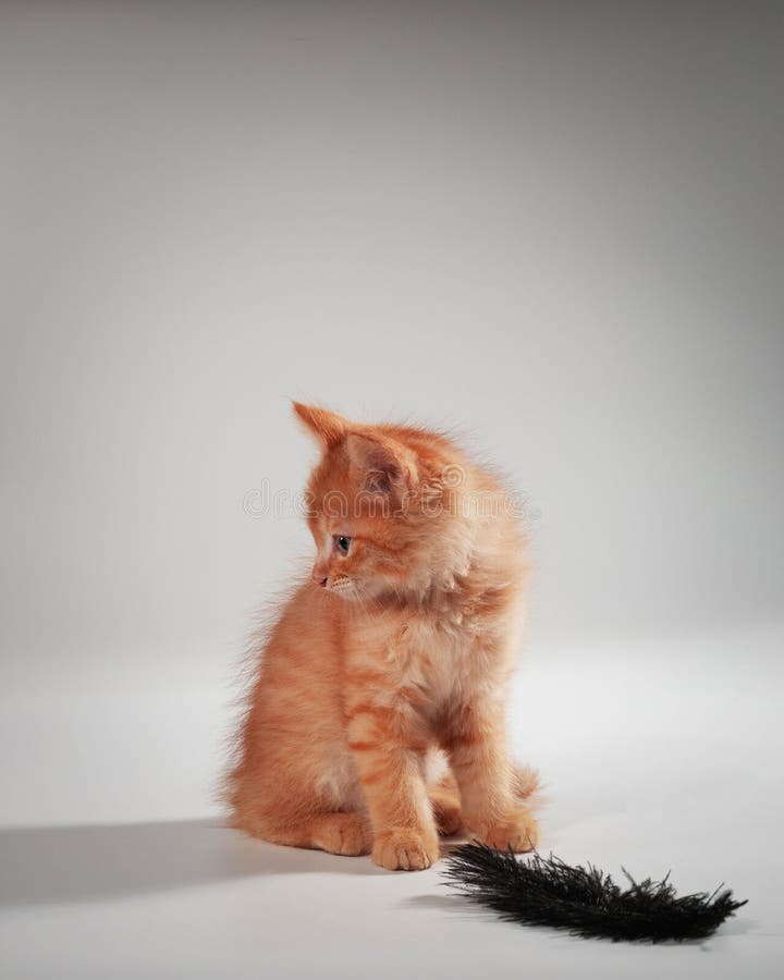 坐在桌上的可爱小猫 免版税库存照片