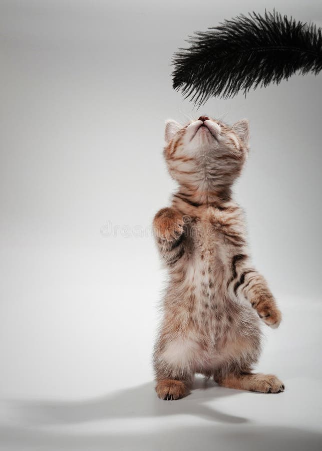 坐在桌上的可爱小猫 免版税库存照片