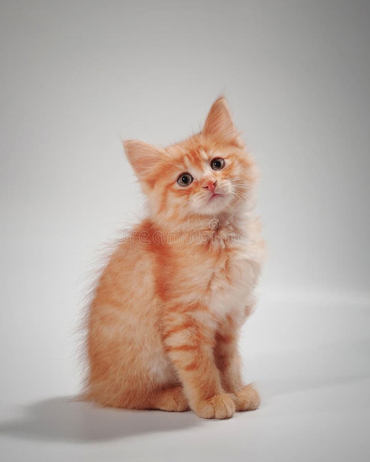 坐在桌上的可爱小猫 库存照片