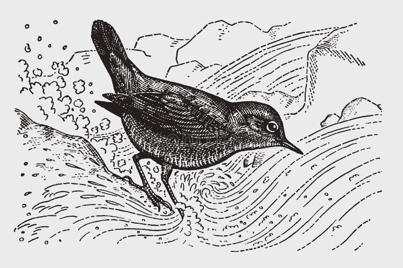 American dipper or water ouzel cinclus mexicanus sitting in running water. Illustration after a historic engraving from the early 20th century. American dipper or water ouzel cinclus mexicanus sitting in running water. Illustration after a historic engraving from the early 20th century