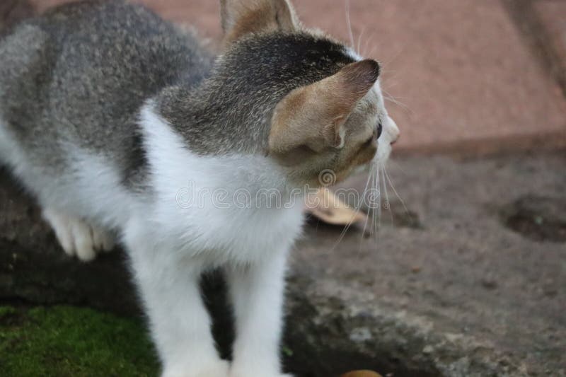 坐着的猫和猫脸的特写 库存图片