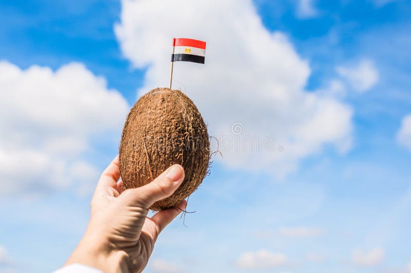 埃及国旗的热带椰子女手中牙签 旅行概念 免版税库存照片 埃及国旗的热带椰子女手中牙签 旅行概念 免版税库存照片