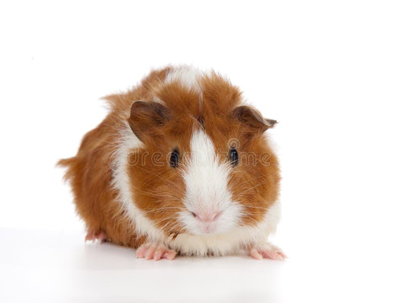 Baby Abyssinian Guinea Pig on white Background. (2 weeks old) The Abyssinian Guinea Pig has quite the distinctive look. They have a fur pattern consisting of 8 to 10 hair whorls, called rosettes. You could say that they always look like theyâ€™re having a bad hair day, but that is just part of their charm The guinea pig (Cavia porcellus), also commonly called the Cavy, is a species of rodent belonging to the family Caviidae and the genus Cavia. The scientific name of the common species is Cavia porcellus, with porcellus being Latin for little pig. Kingdom: Animalia Phylum: Chordata Class: Mammalia Order: Rodentia Suborder: Hystricomorpha Family: Caviidae Subfamily: Caviinae Genus: Cavia Species: Cavia porcellus. Baby Abyssinian Guinea Pig on white Background. (2 weeks old) The Abyssinian Guinea Pig has quite the distinctive look. They have a fur pattern consisting of 8 to 10 hair whorls, called rosettes. You could say that they always look like theyâ€™re having a bad hair day, but that is just part of their charm The guinea pig (Cavia porcellus), also commonly called the Cavy, is a species of rodent belonging to the family Caviidae and the genus Cavia. The scientific name of the common species is Cavia porcellus, with porcellus being Latin for little pig. Kingdom: Animalia Phylum: Chordata Class: Mammalia Order: Rodentia Suborder: Hystricomorpha Family: Caviidae Subfamily: Caviinae Genus: Cavia Species: Cavia porcellus