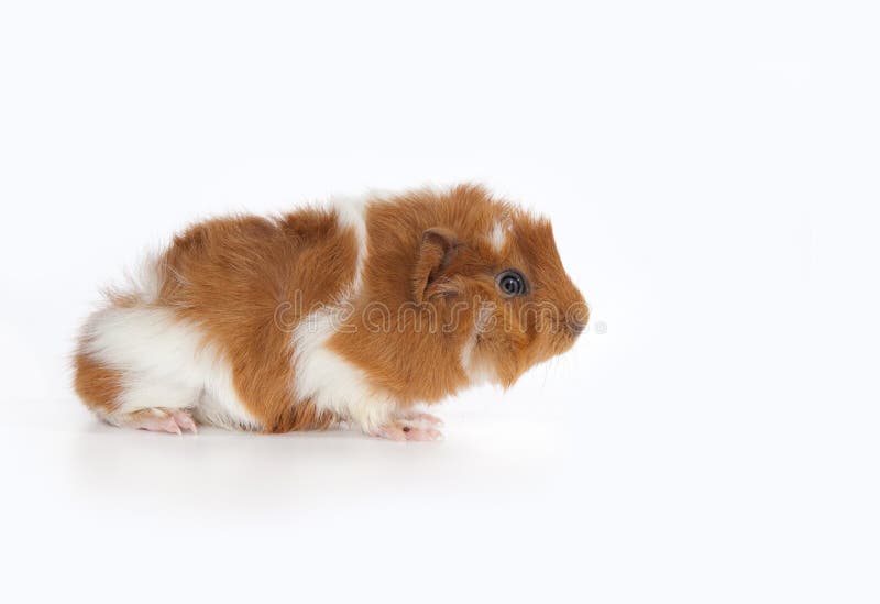 Baby Abyssinian Guinea Pig on white Background. (2 weeks old)- Side view The Abyssinian Guinea Pig has quite the distinctive look. They have a fur pattern consisting of 8 to 10 hair whorls, called rosettes. You could say that they always look like theyâ€™re having a bad hair day, but that is just part of their charm The guinea pig (Cavia porcellus), also commonly called the Cavy, is a species of rodent belonging to the family Caviidae and the genus Cavia. The scientific name of the common species is Cavia porcellus, with porcellus being Latin for little pig. Kingdom: Animalia Phylum: Chordata Class: Mammalia Order: Rodentia Suborder: Hystricomorpha Family: Caviidae Subfamily: Caviinae Genus: Cavia Species: Cavia porcellus. Baby Abyssinian Guinea Pig on white Background. (2 weeks old)- Side view The Abyssinian Guinea Pig has quite the distinctive look. They have a fur pattern consisting of 8 to 10 hair whorls, called rosettes. You could say that they always look like theyâ€™re having a bad hair day, but that is just part of their charm The guinea pig (Cavia porcellus), also commonly called the Cavy, is a species of rodent belonging to the family Caviidae and the genus Cavia. The scientific name of the common species is Cavia porcellus, with porcellus being Latin for little pig. Kingdom: Animalia Phylum: Chordata Class: Mammalia Order: Rodentia Suborder: Hystricomorpha Family: Caviidae Subfamily: Caviinae Genus: Cavia Species: Cavia porcellus