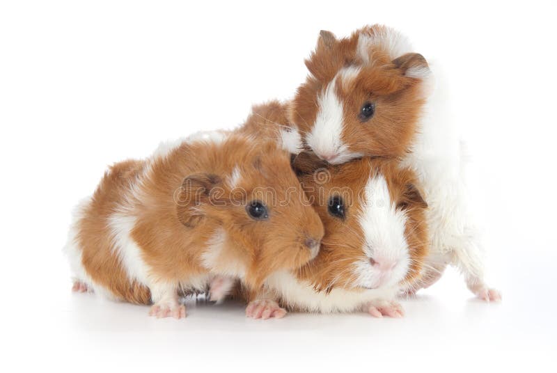 Three Baby Abyssinian Guinea Pigs on white Background. (2 weeks old) The Abyssinian Guinea Pig has quite the distinctive look. They have a fur pattern consisting of 8 to 10 hair whorls, called rosettes. You could say that they always look like theyâ€™re having a bad hair day, but that is just part of their charm The guinea pig (Cavia porcellus), also commonly called the Cavy, is a species of rodent belonging to the family Caviidae and the genus Cavia. The scientific name of the common species is Cavia porcellus, with porcellus being Latin for little pig. Kingdom: Animalia Phylum: Chordata Class: Mammalia Order: Rodentia Suborder: Hystricomorpha Family: Caviidae Subfamily: Caviinae Genus: Cavia Species: Cavia porcellus. Three Baby Abyssinian Guinea Pigs on white Background. (2 weeks old) The Abyssinian Guinea Pig has quite the distinctive look. They have a fur pattern consisting of 8 to 10 hair whorls, called rosettes. You could say that they always look like theyâ€™re having a bad hair day, but that is just part of their charm The guinea pig (Cavia porcellus), also commonly called the Cavy, is a species of rodent belonging to the family Caviidae and the genus Cavia. The scientific name of the common species is Cavia porcellus, with porcellus being Latin for little pig. Kingdom: Animalia Phylum: Chordata Class: Mammalia Order: Rodentia Suborder: Hystricomorpha Family: Caviidae Subfamily: Caviinae Genus: Cavia Species: Cavia porcellus