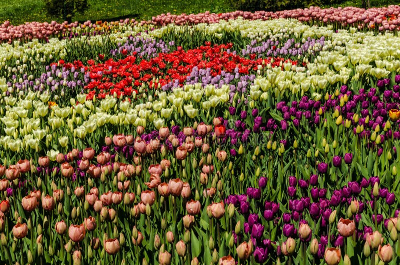 Carpet of colorful tulips in early spring , April 17, 2017, Kiev, Ukraine. Carpet of colorful tulips in early spring , April 17, 2017, Kiev, Ukraine
